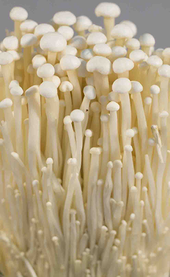 Enoki mushrooms